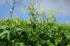 Brassica napus