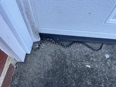 Pantherophis alleghaniensis