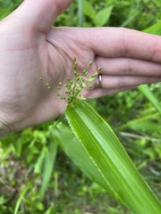 Dichanthelium