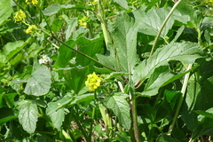 Brassica napus