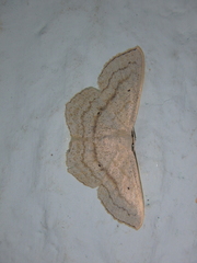 Scopula nigropunctata