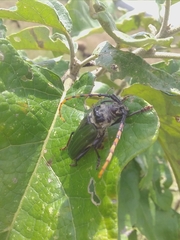 Retrachydes thoracicus