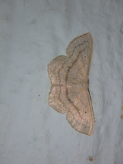 Scopula nigropunctata