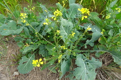 Brassica napus