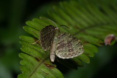 Sauris purpurotincta