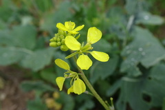 Brassica napus