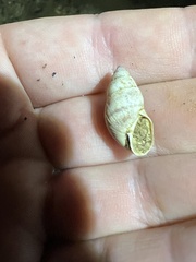 Bulimulus guadalupensis