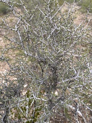 Condalia ericoides