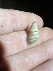 Bulimulus guadalupensis