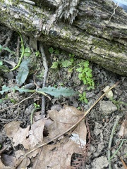 Proserpinaca palustris