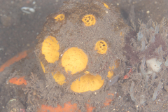 Cinachyra