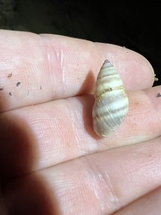 Bulimulus guadalupensis