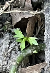 Proserpinaca palustris