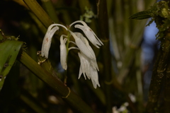 Dendrobium moorei