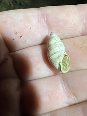 Bulimulus guadalupensis