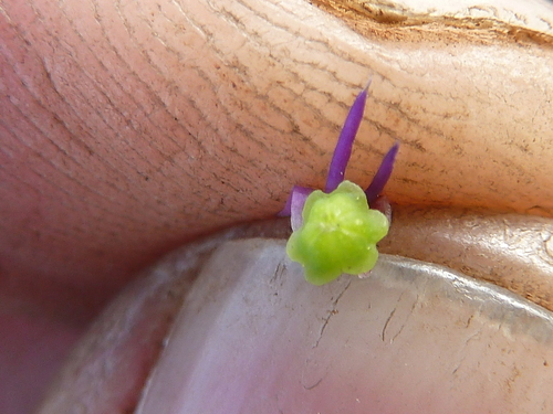 Image of Ledebouria leptophylla by (c) Andrew Hankey, some rights reserved (CC BY-SA)