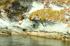 Chloephaga poliocephala