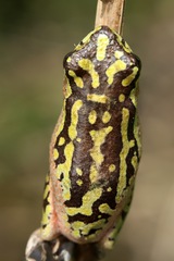 Hyperolius marmoratus