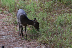 Cervus nippon