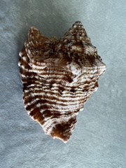 Lobatus raninus