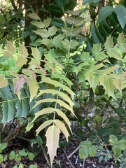 Berberis