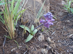 Ledebouria leptophylla