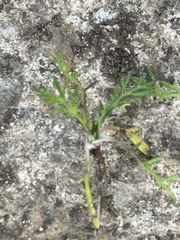 Lepidium didymum