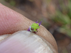 Ledebouria leptophylla