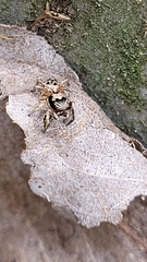 Habronattus coecatus