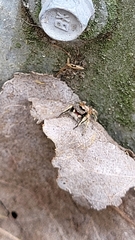 Habronattus coecatus
