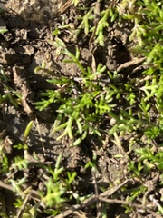 Lepidium didymum