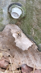 Habronattus coecatus