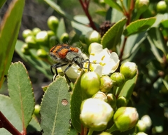 Astylus trifasciatus