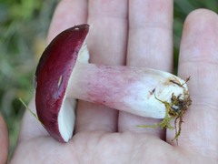Russula torulosa