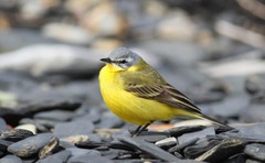 Motacilla flava flava