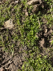 Lepidium didymum