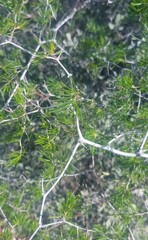 Asparagus retrofractus