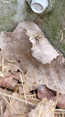 Habronattus coecatus