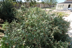 Buddleja marrubiifolia