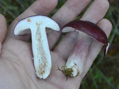 Russula torulosa