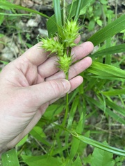 Carex lupulina