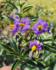 Solanum crispum