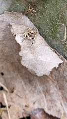 Habronattus coecatus