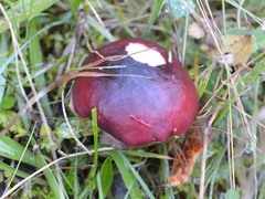 Russula torulosa