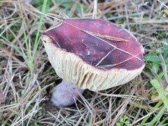 Russula torulosa