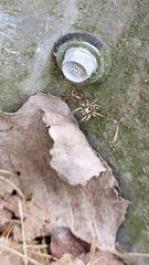 Habronattus coecatus