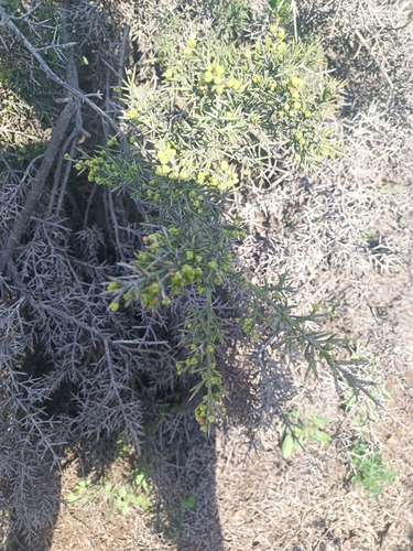 Colletia hystrix (Colletia hystrix)