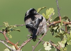 Aegithalos caudatus