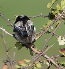 Aegithalos caudatus