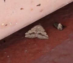 Frederickia s-signata